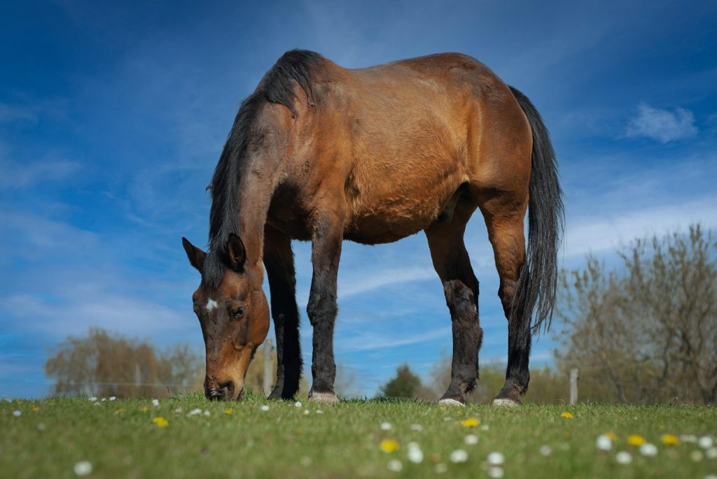 worming horses - grazing in a healthy pasture